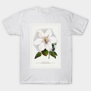 Clematis flower lithograph (1900) T-Shirt